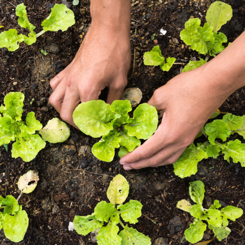 Person planting veggie sprouts in garden soil