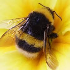 photo of a bee on a yellow flower 