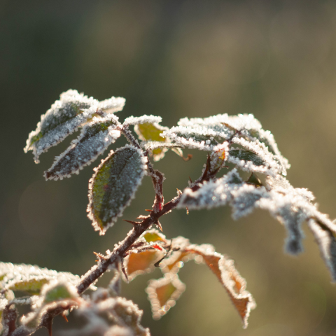 Plant covered in frost