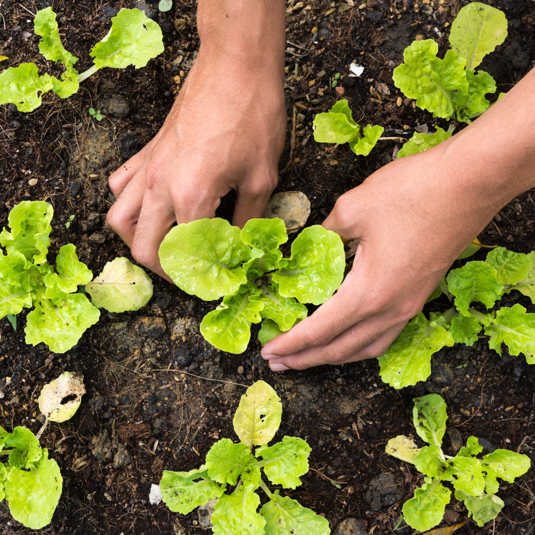 Person planting veggie sprouts in garden soil