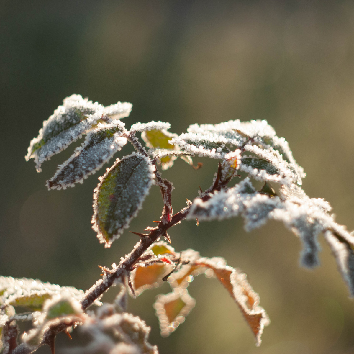 Plant covered in frost